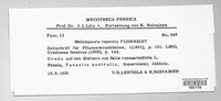 Melampsora epitea image